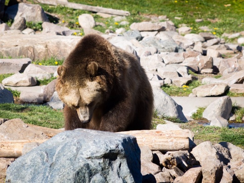 Grizzly and Wolf Discovery Center