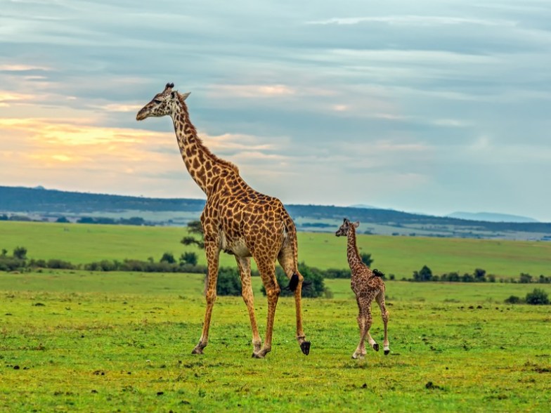 Maasai Mara