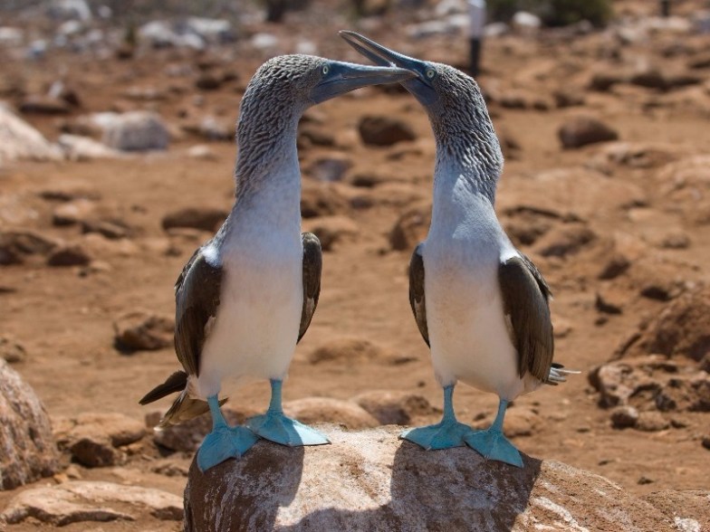 Blue-footed boobies, Galapagos