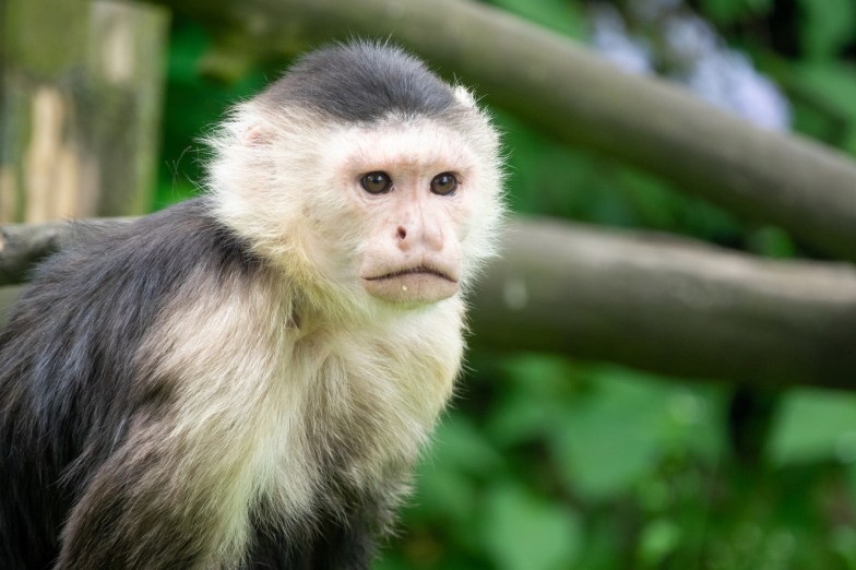 Capuchin Monkey