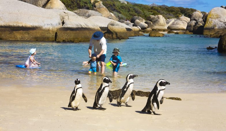 Penguins on Boulders Beach, South Africa