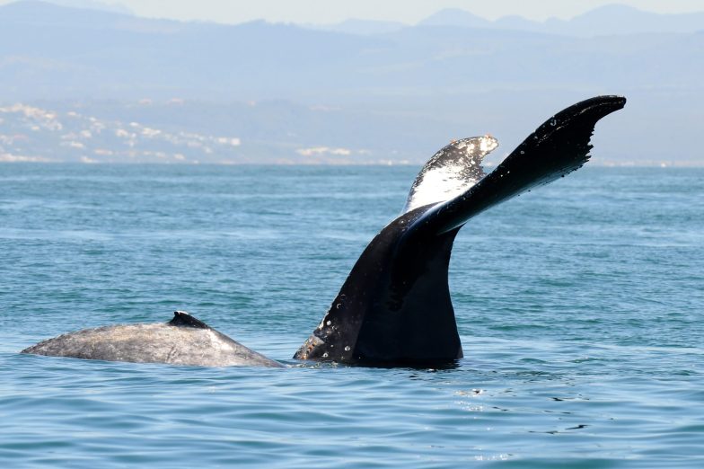 Mother and newborn calf in Plettenberg Bay