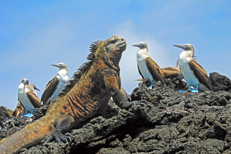 Marine iguana with blue footed boobies, Isabela Island, Galapagos