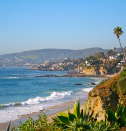 beach coast with palm trees