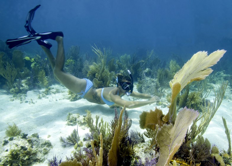 Coral Reef in Key Largo