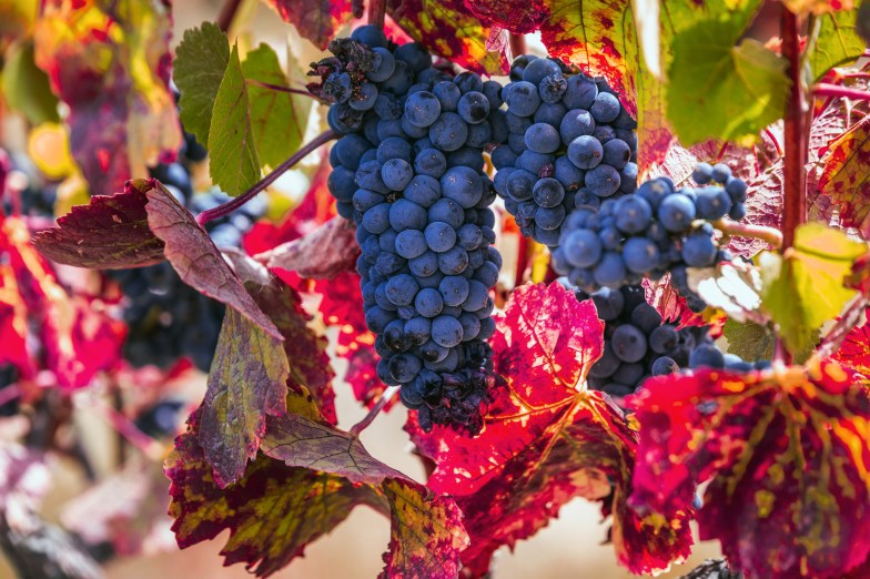 grapes on the vine, Sonoma winery