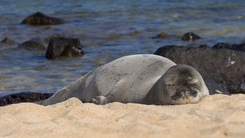 monk seal on the beach