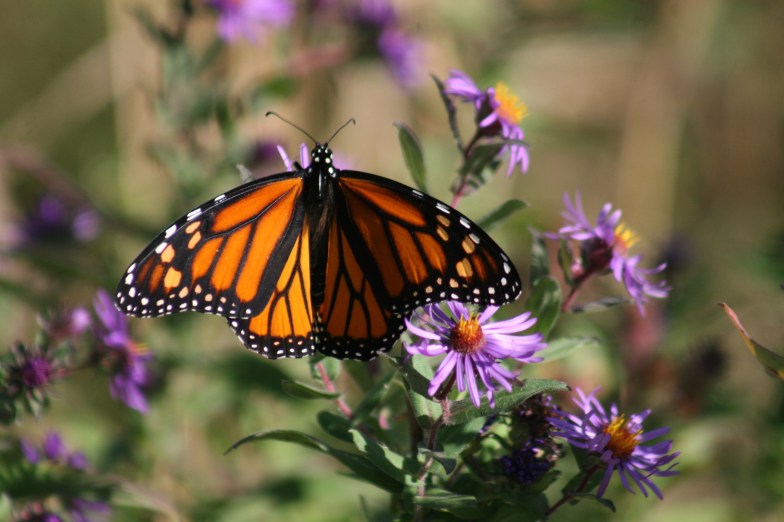 Monarch Butterflies Sanctuary