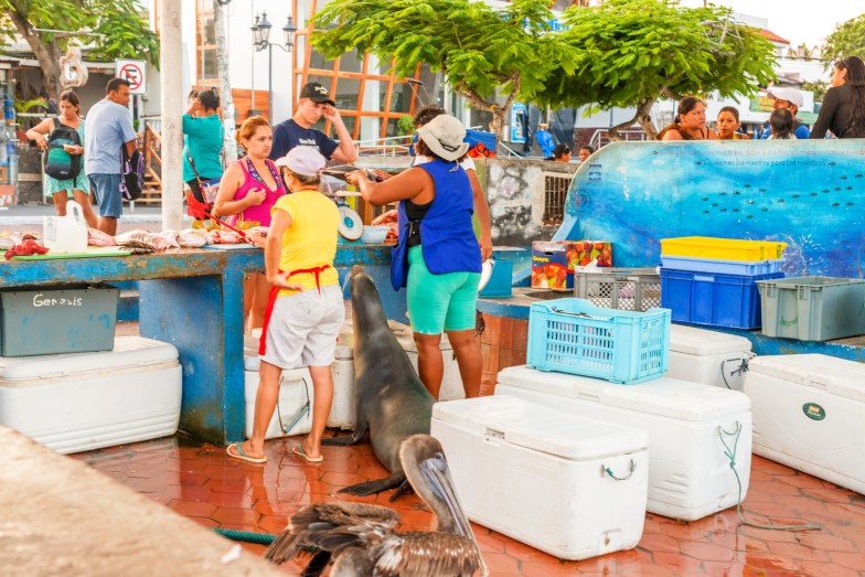 Puerto Ayora Fish Market, Galapagos Islands