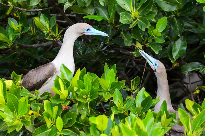 red-footed boobies, Genovesa island