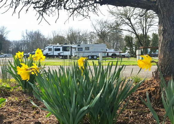 RVs seen between yellow flowers