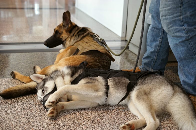 German Shepherd Service Dogs