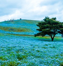 field of flowers with tree in hitachi