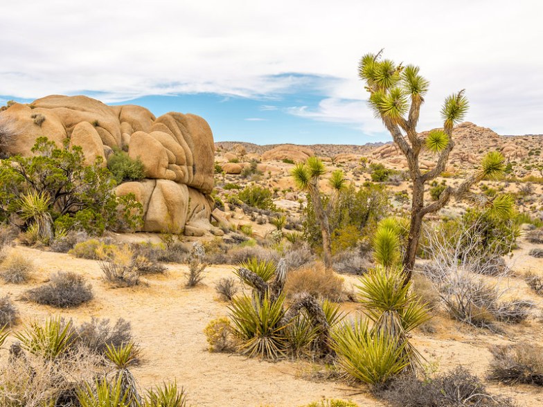 Joshua Tree National Park