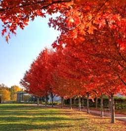 Fall foliage around the Apotheosis of St. Louis statue of King Louis IX of France in Forest Park, St. Louis, Missouri.