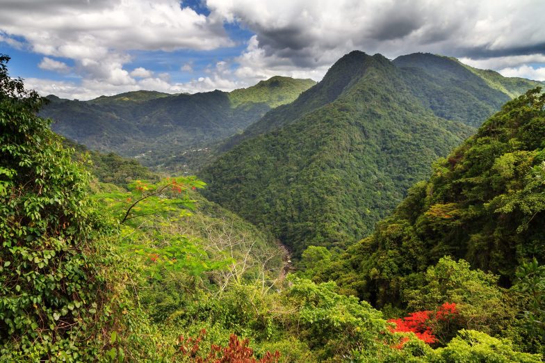 Mountain Forest in Puerto Rico