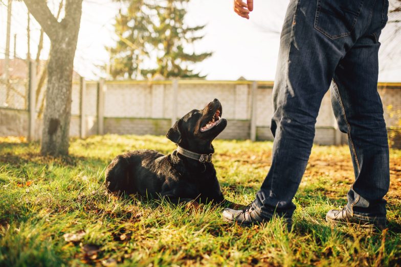 Service Dog Training