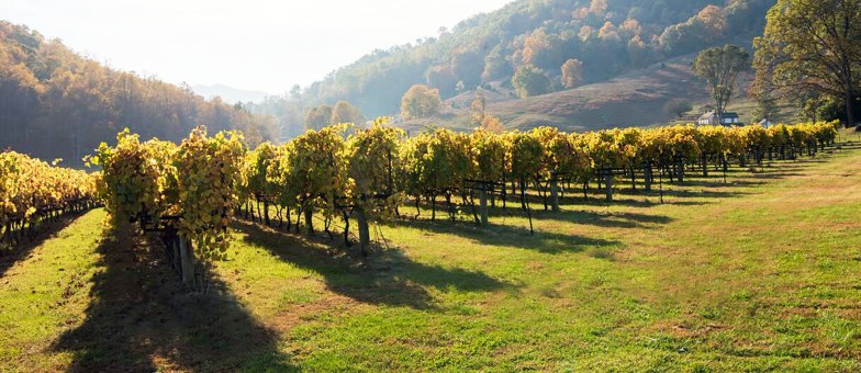 DuCard Vineyards